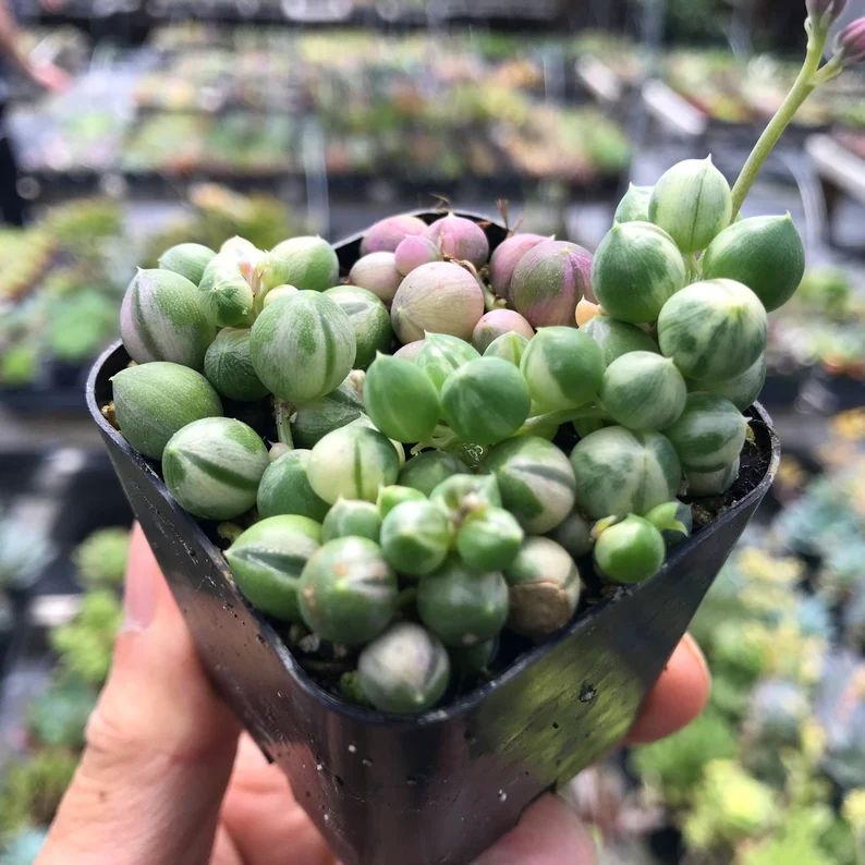 variegated pearls succulent Variegated String of Pearls – Evergreen Farm