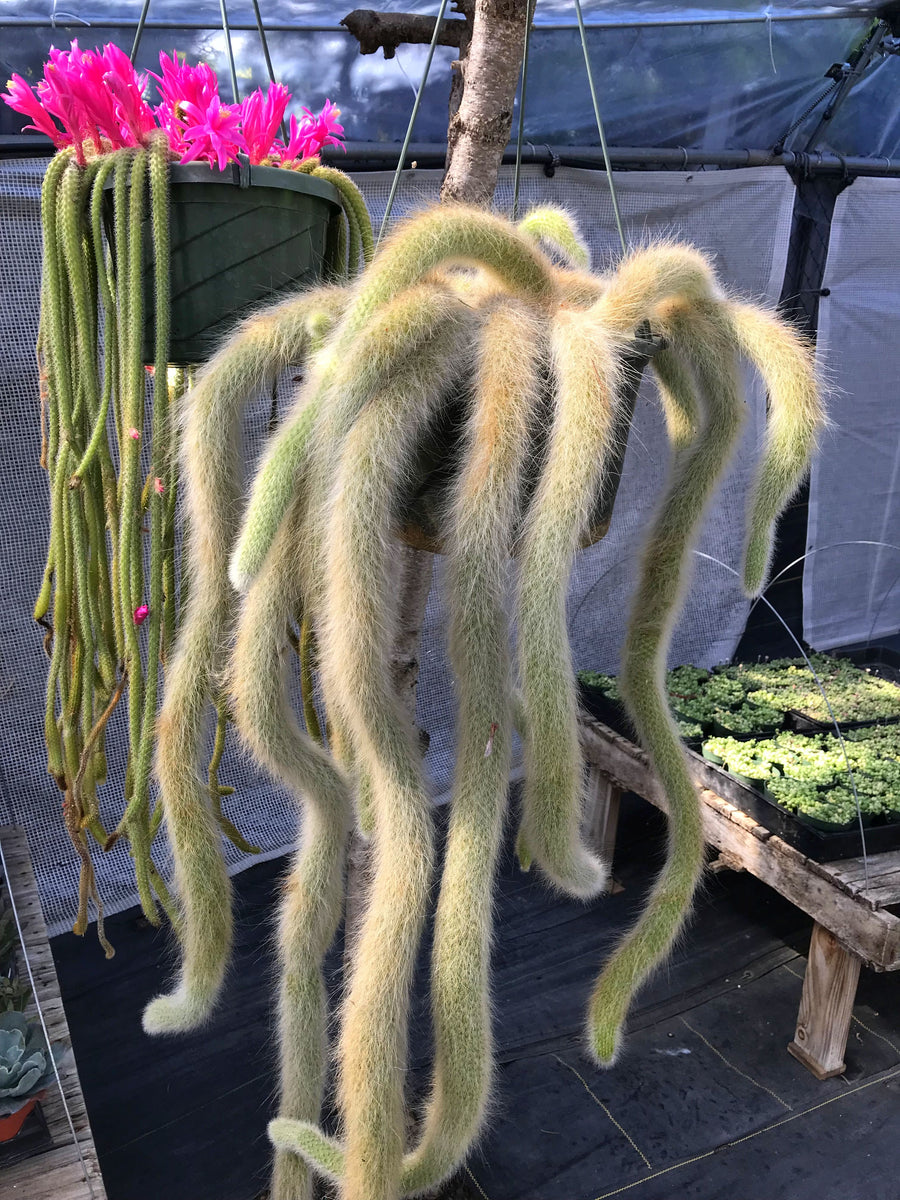 monkey tail hanging plant Hildewintera Colademononis Monkey Tail 4in #197 online – Evergreen Farm