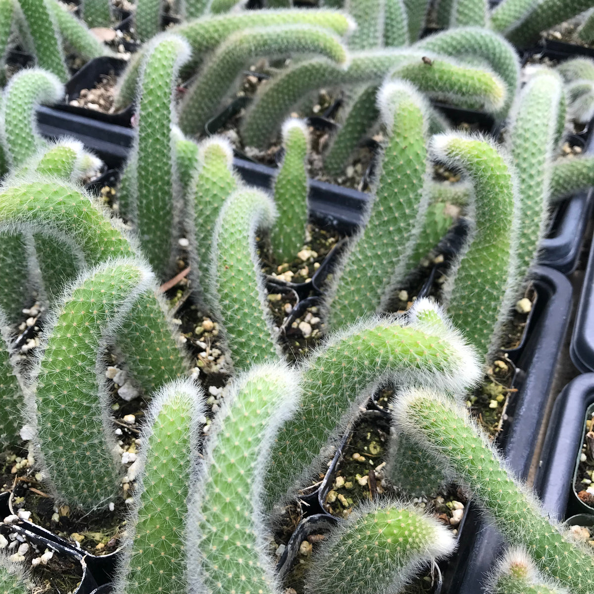 Hildewintera Colademononis Monkey Tail 4in #197 online  Evergreen Farm