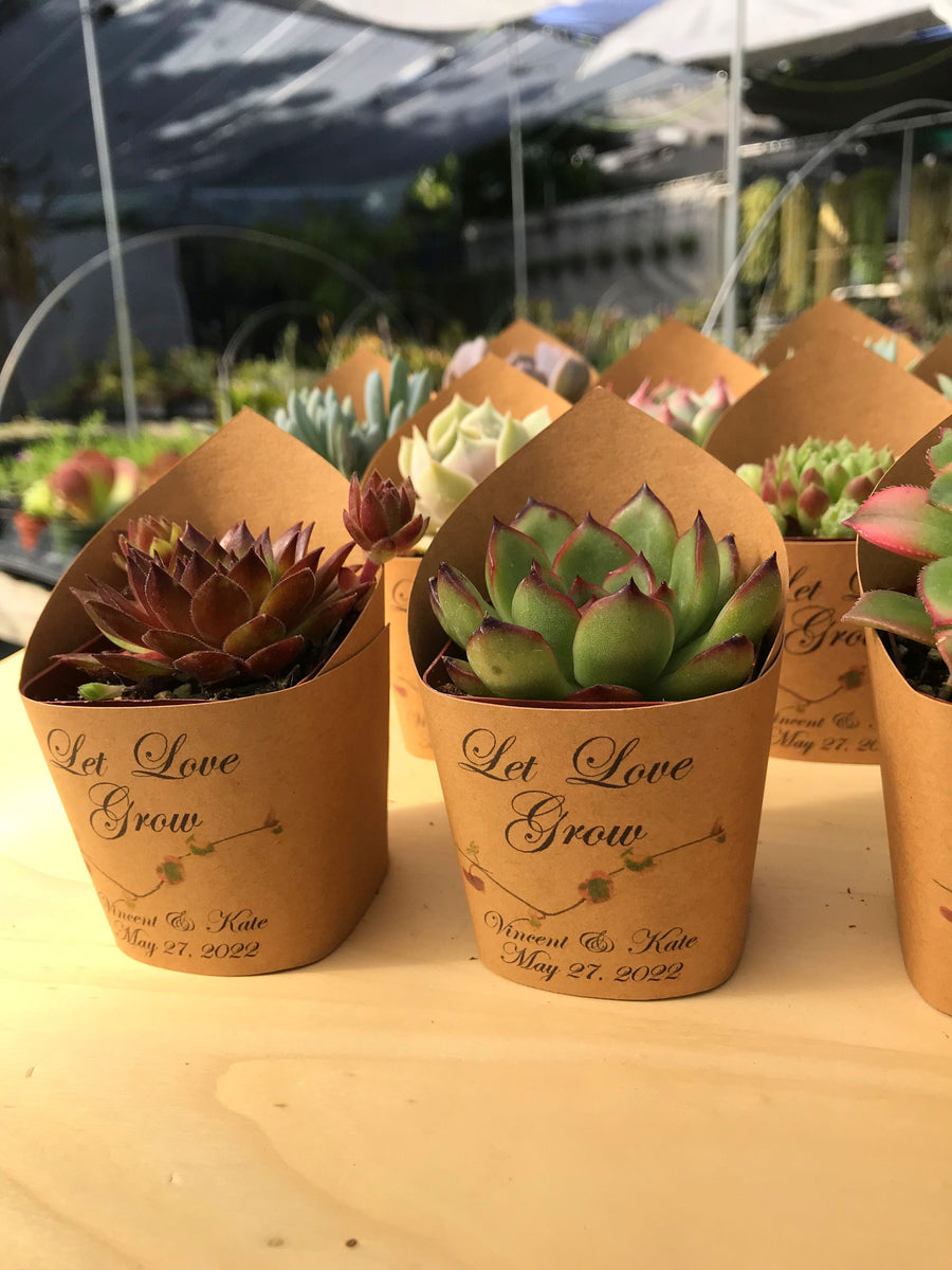 Succulent Wrappers for Wedding Favors as Thank You Gift