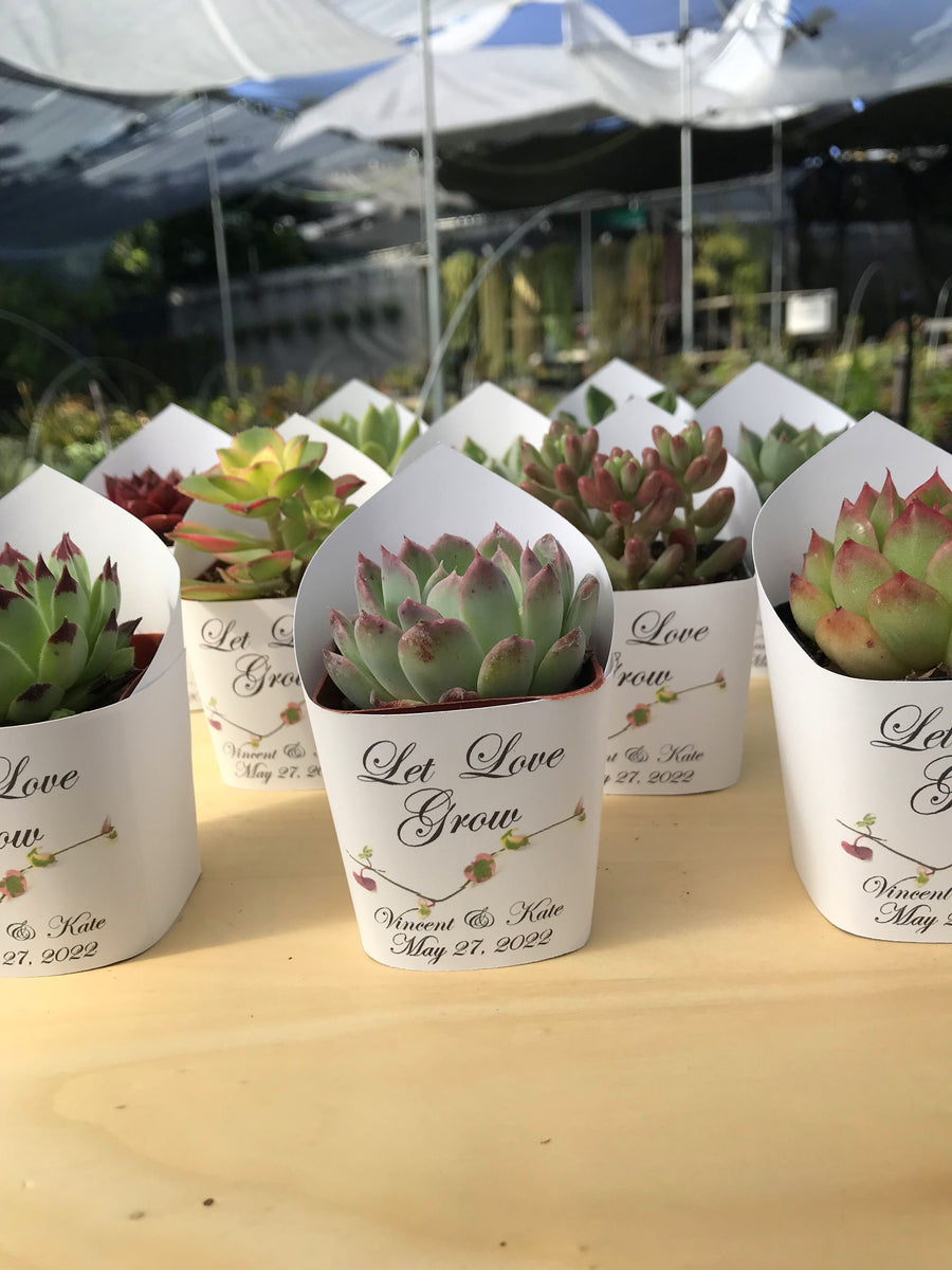 100 succulent wedding favors Wedding Favors Succulent Wraps, Premium White Dove