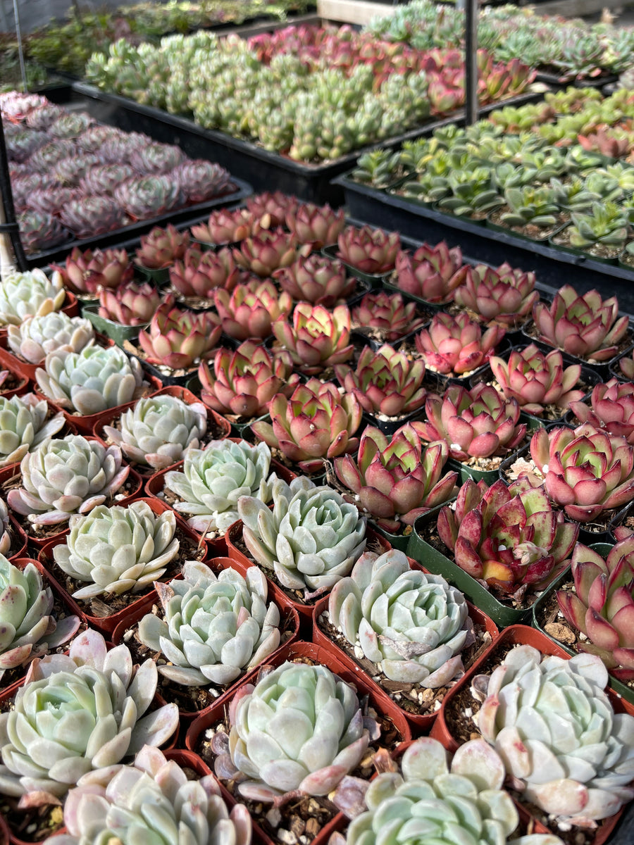 succulent farm 16 Succulent Varieties in 2" Planters – Evergreen Farm