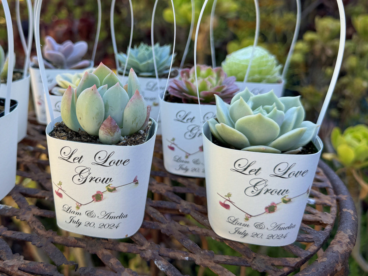 White Succulent Wrappers with White Handles for Wedding Favors - [plan   Evergreen Farm