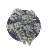 Sedum Dasyphyllum Minor 4in #157