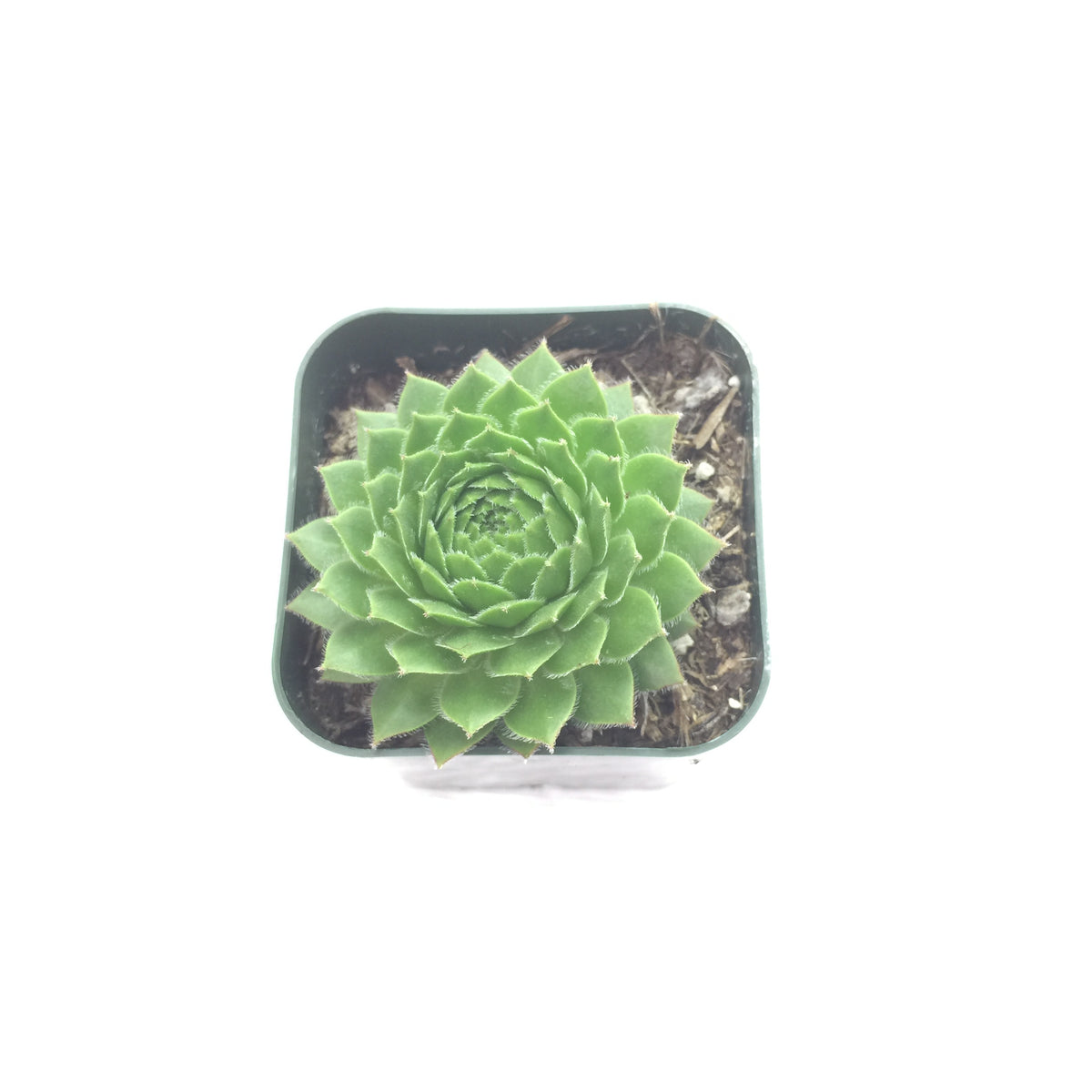 Sempervivum Green Wheel 2in 124 Evergreen Farm