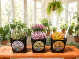 NEW! Custom Printed Succulents Pots with Handles for Wedding Favors
