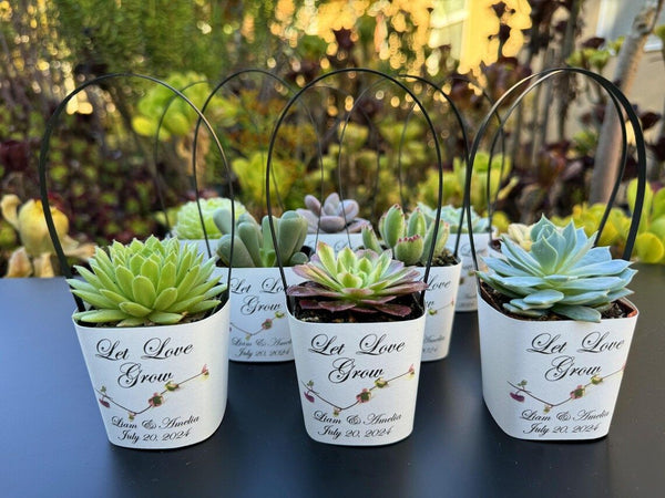 wrapping succulents White Succulent Wrappers with Black Handles for Wedding Favors