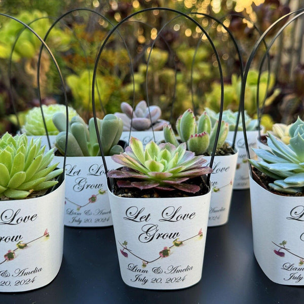 succulent wraps White Succulent Wrappers with Black Handles for Wedding Favors