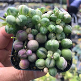 Variegated String of Pearls