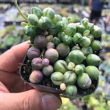 Variegated String of Pearls