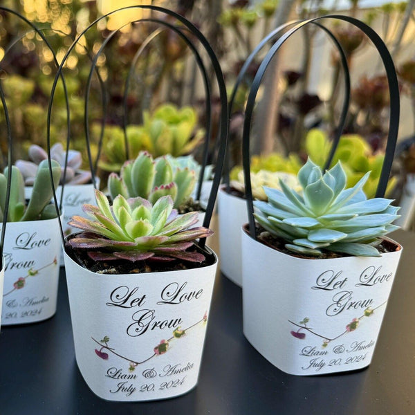 succulent party favor sign White Succulent Wrappers with Black Handles for Wedding Favors