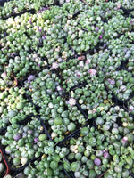 Variegated String of Pearls