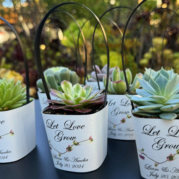 custom succulent pot White Succulent Wrappers with Black Handles for Wedding Favors