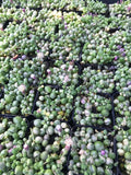 Variegated String of Pearls