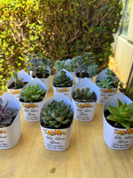 Roses Watercolor Succulent Wrappers for Wedding Favors as Thank You Gift - [plants not included]