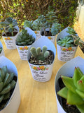 Roses Watercolor Succulent Wrappers for Wedding Favors as Thank You Gift - [plants not included]