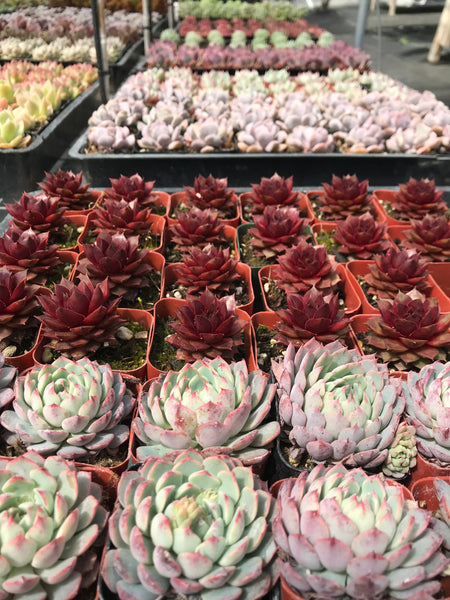 succulent varieties 9 Succulent Varieties in 2" Planters – Evergreen Farm