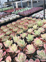 9 Succulent Varieties in 2" Planters