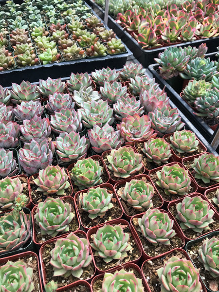 succulent varieties for sale 9 Succulent Varieties in 2" Planters – Evergreen Farm