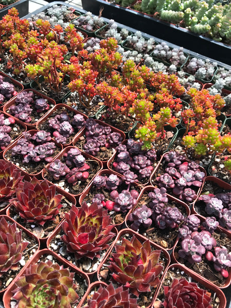 succulents to order Quantity Order Succulent Varieties in 2" Planters – Evergreen Farm