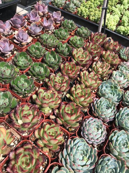 $2 succulents 6 Succulent Varieties in 2" Planters – Evergreen Farm