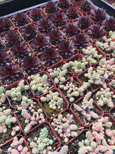 food dye succulents 6 Succulent Varieties in 2" Planters – Evergreen Farm