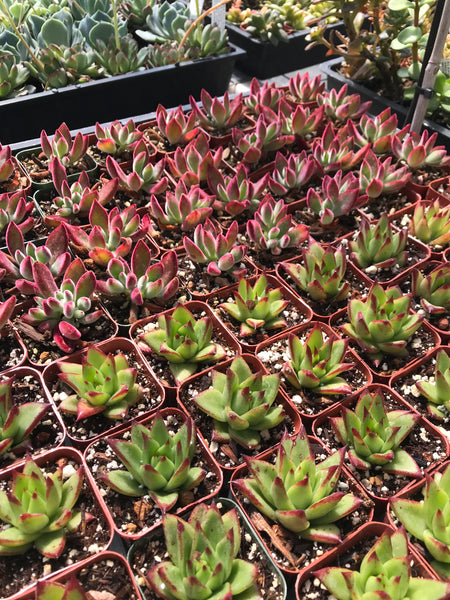 succulent with over 650 varieties 6 Succulent Varieties in 2" Planters – Evergreen Farm