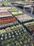 Quantity Order Succulent Varieties in 2" Planters