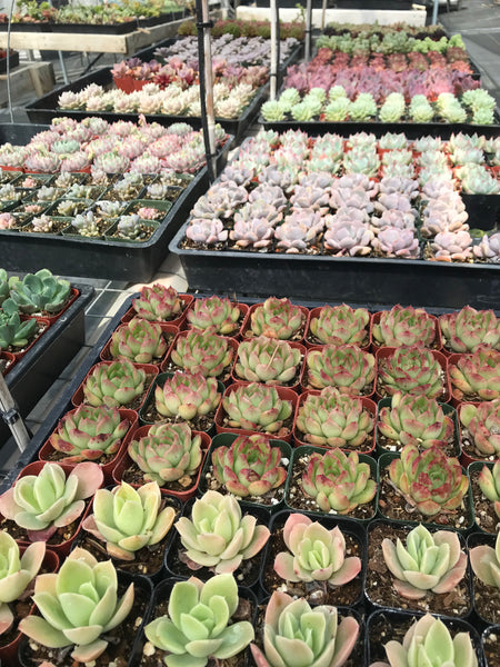 4 succulent plants 4 Succulent Varieties in 2" Planters – Evergreen Farm