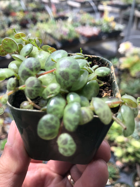 succulent string of turtles String of Turtles Peperomia Prostata – Evergreen Farm