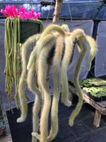 Hildewintera Colademononis Monkey Tail 4in #197 online