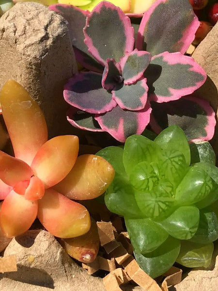colorful succulent cuttings Colorful Succulent Cuttings (200 2+ inches and 125 1 inches) Package # – Evergreen Farm