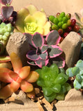 Colorful Mini Succulent Cuttings