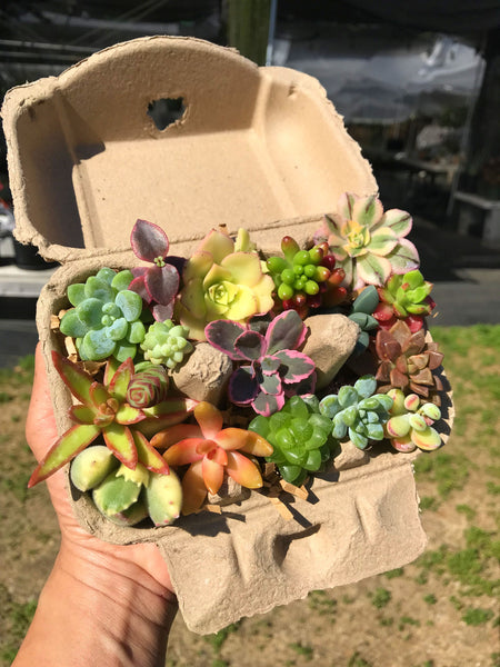 colorful succulent cuttings Colorful Mini Succulent Cuttings – Evergreen Farm