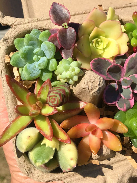 colorful mini succulents Colorful Mini Succulent Cuttings – Evergreen Farm