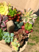 Colorful Mini Succulent Cuttings