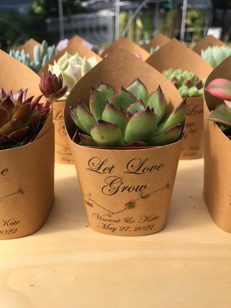 Wedding Favors Succulent Wrappers, Natural Rustic - plants not included