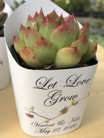 Wedding Favors Succulent Wraps, Premium White Dove - plants not included