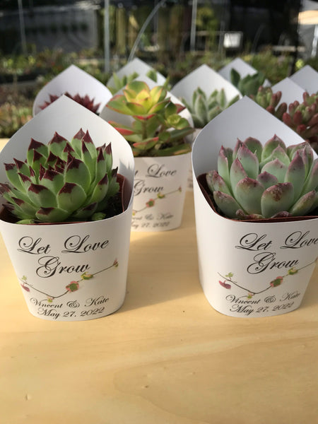 succulent wedding favors Wedding Favors Succulent Wraps, Premium White Dove