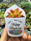 Customized Succulent Wrappers for Birthday Gift - [plants not included]