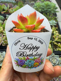 Customized Succulent Wrappers for Birthday Gift - [plants not included]