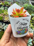 Customized Succulent Wrappers for Birthday Gift - [plants not included]