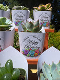 Custom Printed White Wrappers with Succulents for Birthday Gift [Pickup Only]
