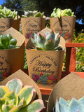 Custom Printed Kraft Wrappers with Succulents for Birthday Gift [Pickup Only]