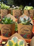 Custom Printed Kraft Wrappers with Succulents for Birthday Gift [Pickup Only]
