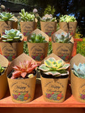 Custom Printed Kraft Wrappers with Succulents for Birthday Gift [Pickup Only]