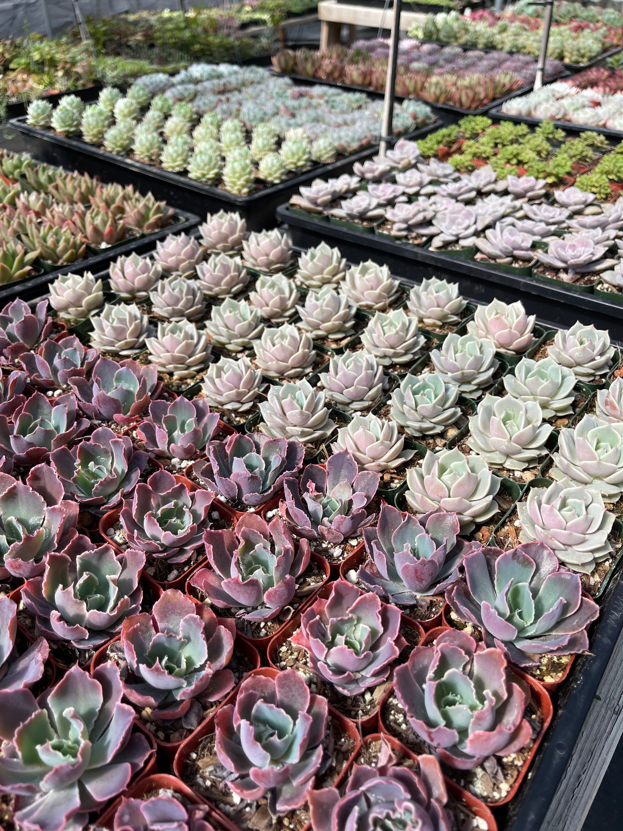 evergreen farm succulents 16 Succulent Varieties in 2" Planters – Evergreen Farm