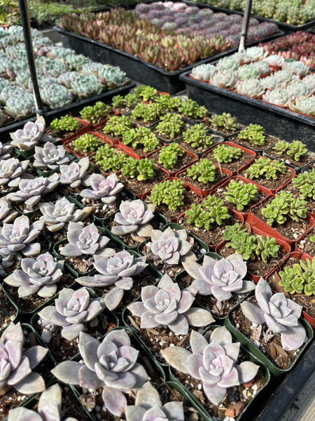 fleet farm succulents 16 Succulent Varieties in 2" Planters – Evergreen Farm