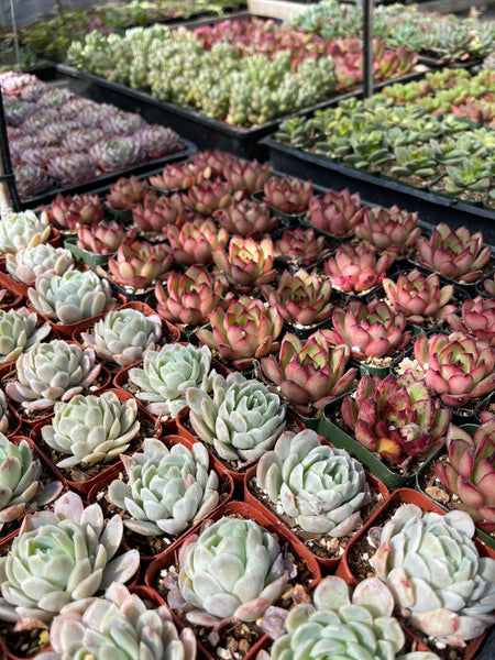 evergreen farm succulents 16 Succulent Varieties in 2" Planters – Evergreen Farm