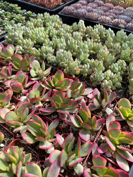 succulent order Quantity Order Succulent Varieties in 2" Planters – Evergreen Farm